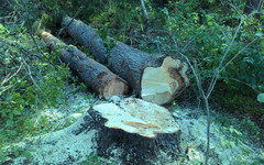 Следователи возбудили уголовное дело из-за вырубки деревьев на кладбище в Великорецком