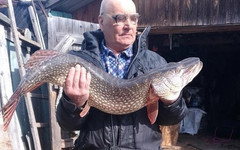 В Арбажском районе рыбак поймал огромную щуку