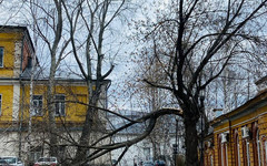 В исторической части Кирова спилили взрослое дерево