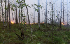 В Верхнекамском районе мужчину осудили за лесной пожар