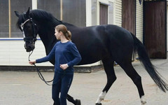 В Кирове продают коня стоимостью 2,6 миллиона рублей