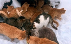 Коты из Слободского района ищут дом