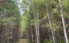 В Немском районе у добытого медведя выявили трихинеллёз