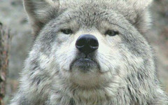 Жительница Кировской области прикончила лопатой волка
