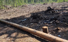 Вырубку деревьев в Санчурском районе признали незаконной