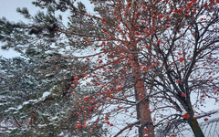 20 января в Кирове пойдёт небольшой снег