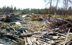 В Юрьянском районе обнаружили свалку древесных отходов