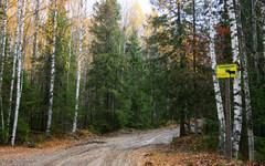 Кировская область сократила площади лесных пожаров на 33%