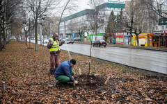 На улице Воровского в Кирове посадили взрослые деревья