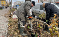 В Кирове за год высадят более 600 деревьев
