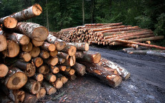 Не учитывал вырубленные деревья: в Кировской области лесничего заподозрили в подлогах