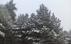26 ноября в Кирове будет мокрый снег