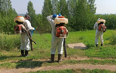 В Октябрьском районе Кирова обрабатывают территорию от борщевика