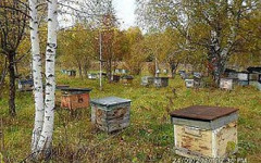 В Верхошижемском районе ввели карантин из-за заболевания пчёл