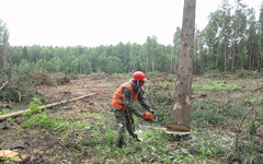 Двух кировчан осудили за незаконную вырубку леса на 4 миллиона рублей