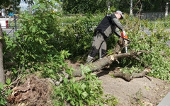 В Кирове хотят убрать более 10 тысяч стволов