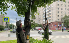 Кировские коммунальщики борются с «зелёным хаосом»