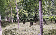 Кировчане жалуются на двухметровые заросли борщевика на кладбищах