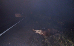 На трассе в Слободском районе водитель «Шевроле» сбил лося