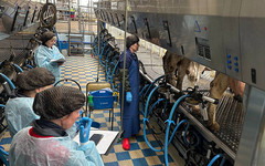 Кировчанка представит регион на Всероссийском конкурсе операторов машинного доения