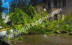 В Кирове на дорогу упало дерево, повредив линию электропередачи