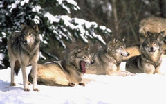 Число волков в Кировской области превысило норму