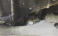 Сотрудники автосервиса в Кирове помогли спасти котёнка, который застрял в моторном отсеке машины