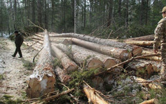 В Санчурском районе незаконно вырубили лес на 600 тысяч рублей