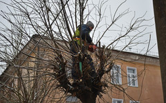 Территории школ и детских садов Кирова очистят от аварийных деревьев