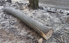 Кировчане выступили против вырубки деревьев в Александровском парке