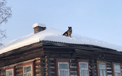 Герой, которого мы заслужили: в Слободском собака залезла на крышу и следила за местными жителями