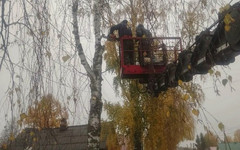 В Порошино и Талице спилили аварийные деревья