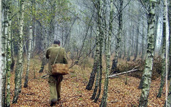 В Кировской области разыскивают пропавшего в лесу 86-летнего пенсионера