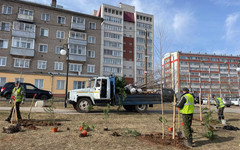 В Нововятске продолжают озеленять набережную