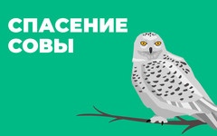 В Кирове спасли сову, залетевшую на чердак