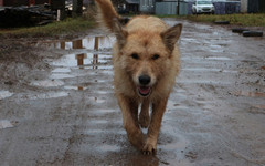 В Зуевском районе собака покусала 60-летнего мужчину