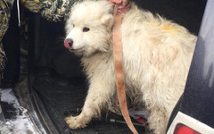 Циркового пса Екатерины Запашной нашли кировские волонтёры
