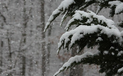 В начале следующей недели в Кировской области резко похолодает и выпадет снег