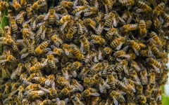 В Кировской области массово гибнут пчёлы