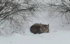 Рысь напала на рыбака в Оричевском районе