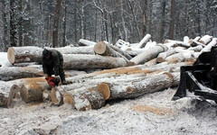 «Вятский фанерный комбинат» незаконно вырубил лес на 130 тысяч рублей