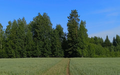 Соколов поручил установить остановку для школьников в Кирово-Чепецком районе