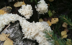 В лесах Кировской области нашли редкий гриб
