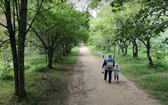 Кировский Дендропарк будут развивать