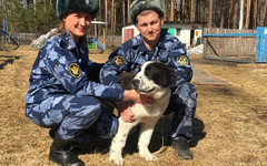 На караульную службу в Кировскую область прибыли пять щенков