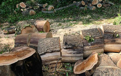 В Кировской области чиновники продают право на куплю-продажу леса местным предпринимателям