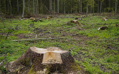 «Черные лесорубы» в Верхнекамском районе вырубили лес на 1,5 млн рублей