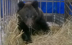 Спасённого в Опарино медвежонка могут отправить в зоопарк