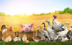 Кировским животноводам предложили заменить свиней на кроликов