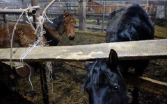 Ответственным за жестокое обращение с животными на агрофирме «Калинино» грозит уголовный срок
